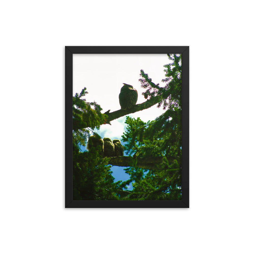 Just Owling  |  Framed Print