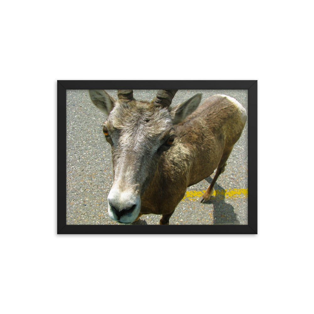 Hitching A Ride  |  Framed Print