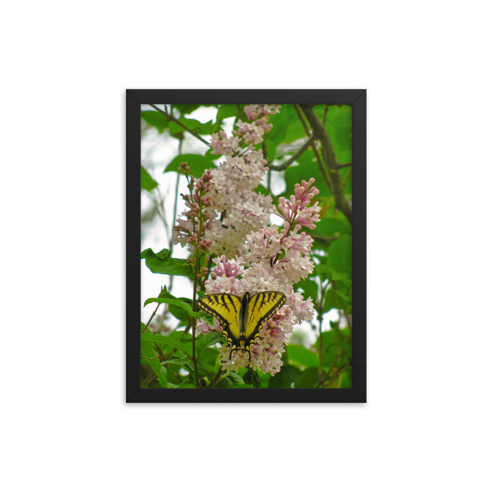 Positive Visitor  |  Framed Print