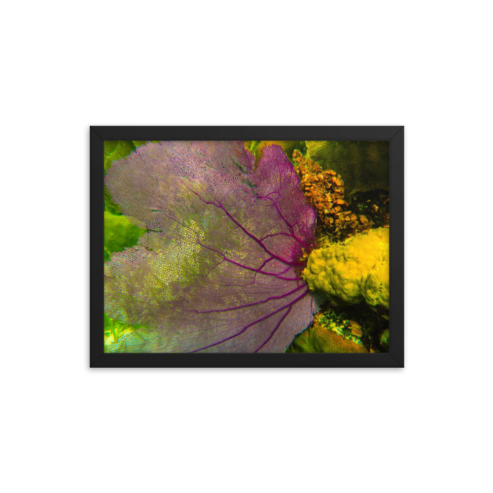 Gorgonian Shines Out  |  Framed Print