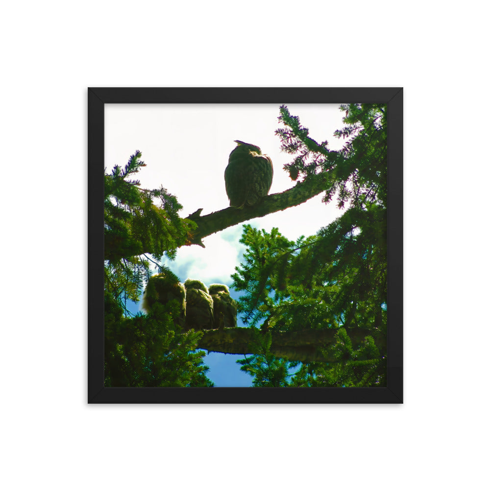 Just Owling  |  Framed Print