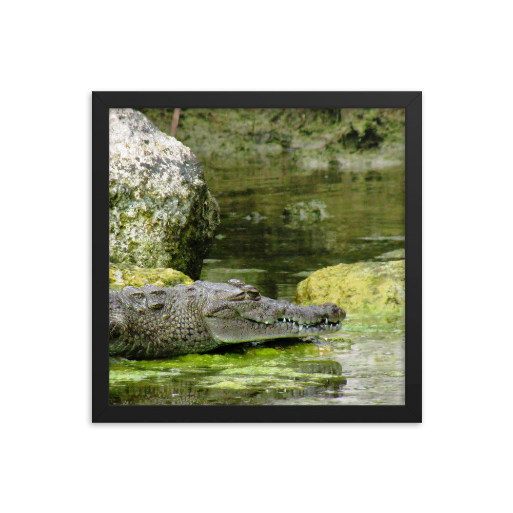 Croc In The Isle  |  Framed Print