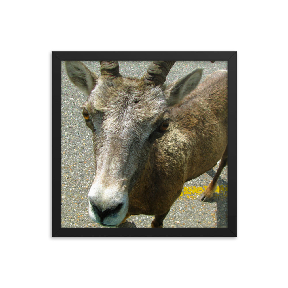 Hitching A Ride  |  Framed Print