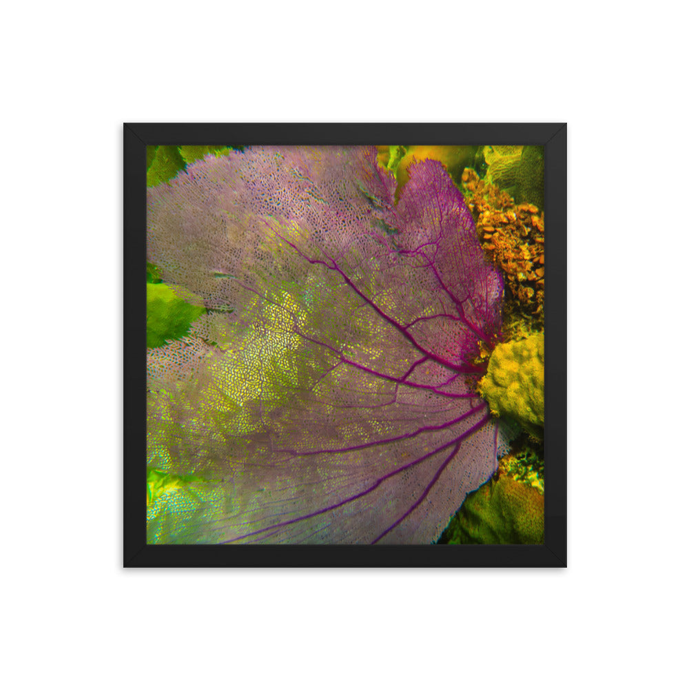 Gorgonian Shines Out  |  Framed Print