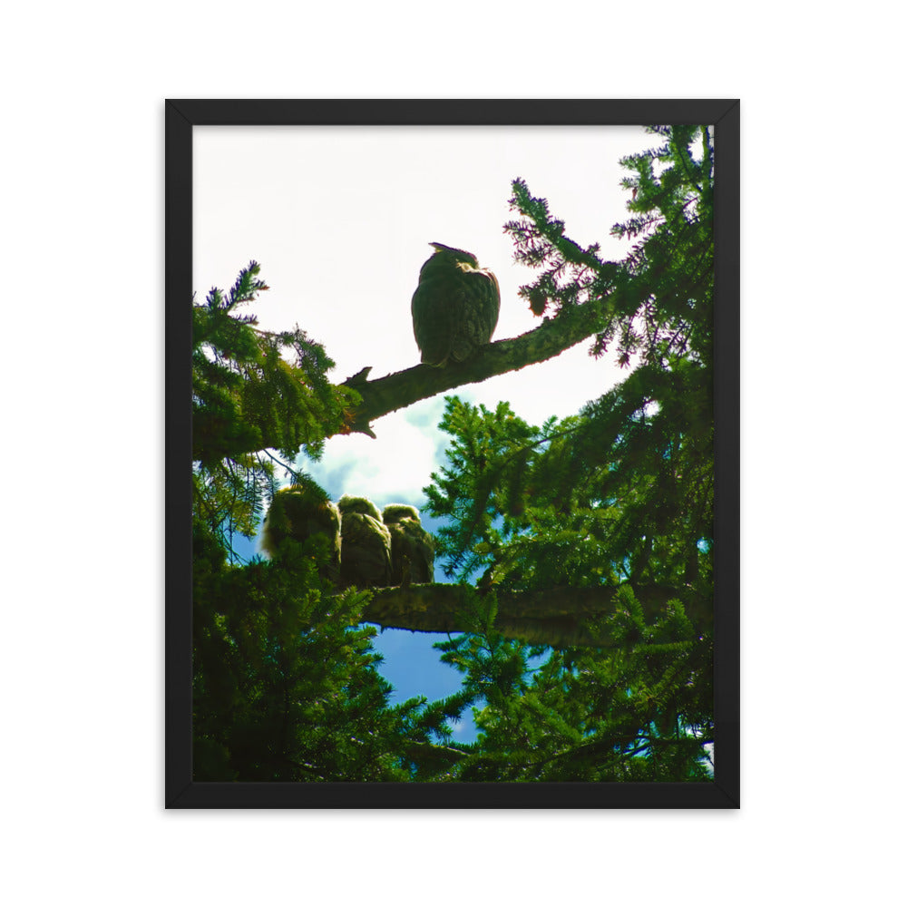 Just Owling  |  Framed Print