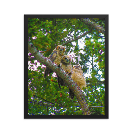 Furry Owls  |  Framed Print