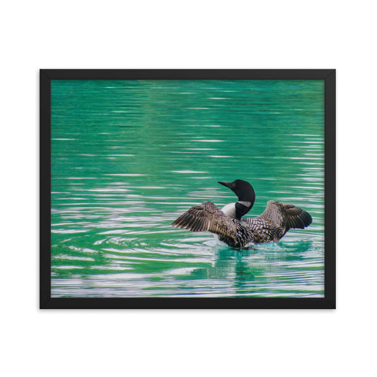 Loonie Loon  |  Framed Print