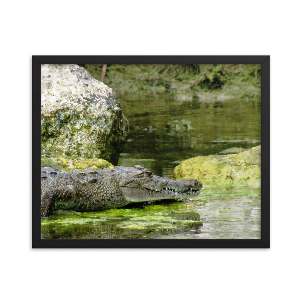 Croc In The Isle  |  Framed Print