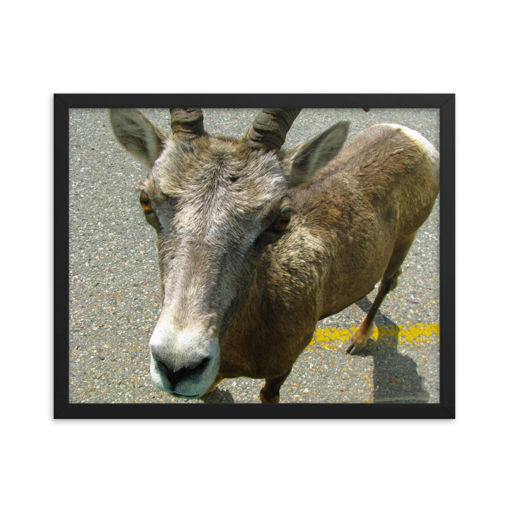 Hitching A Ride  |  Framed Print