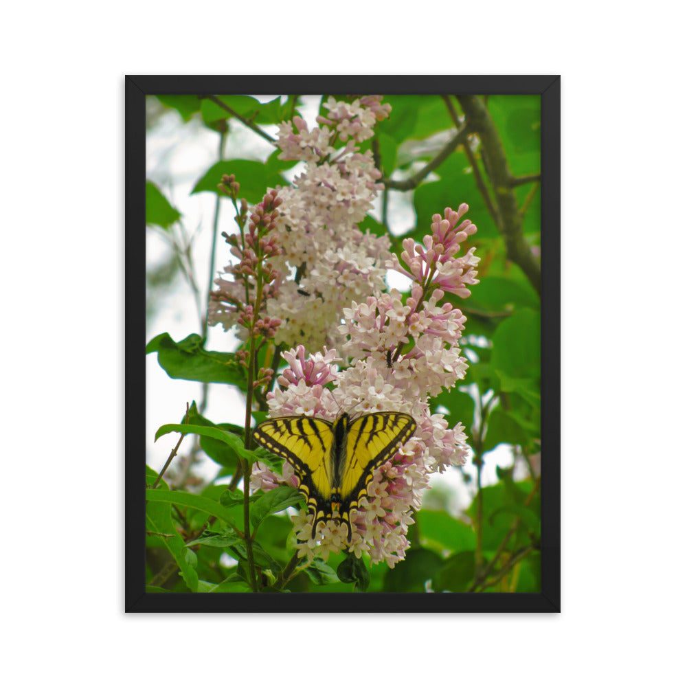 Positive Visitor  |  Framed Print