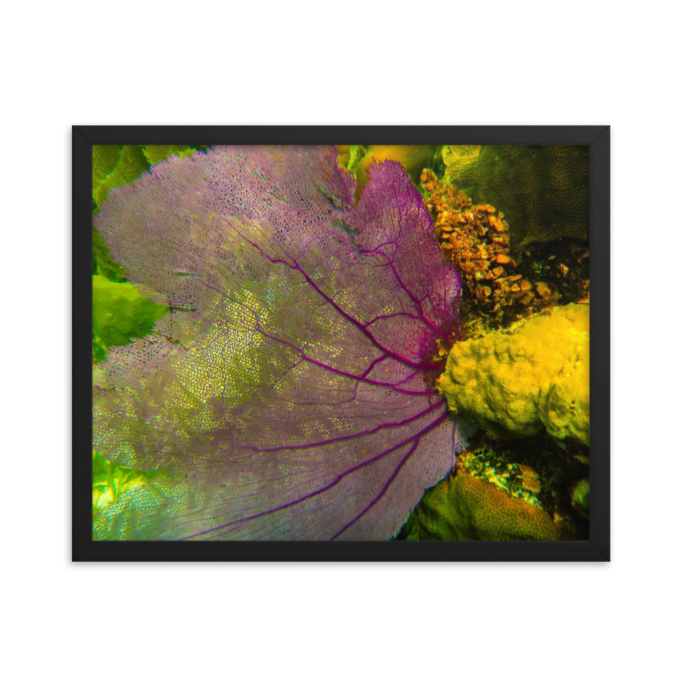 Gorgonian Shines Out  |  Framed Print