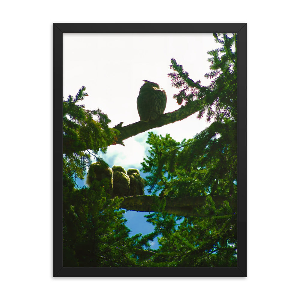 Just Owling  |  Framed Print