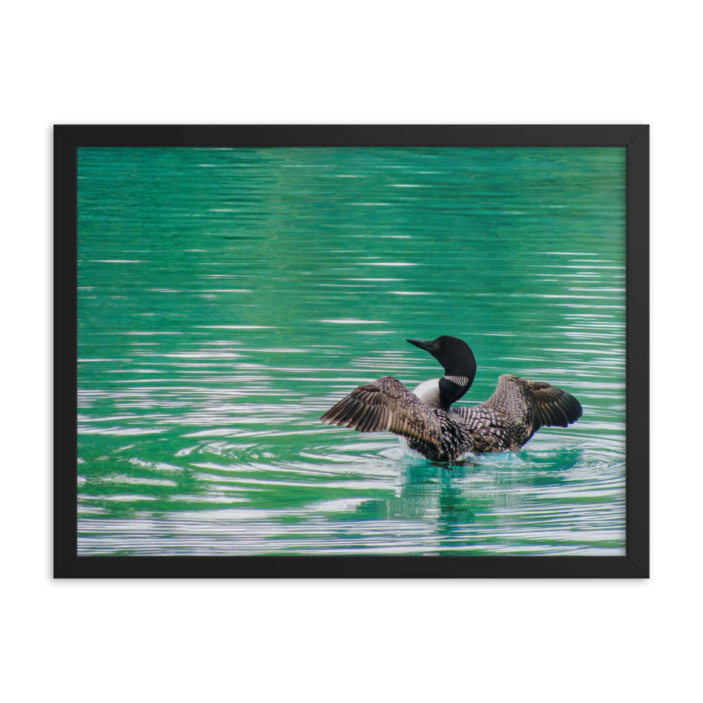 Loonie Loon  |  Framed Print