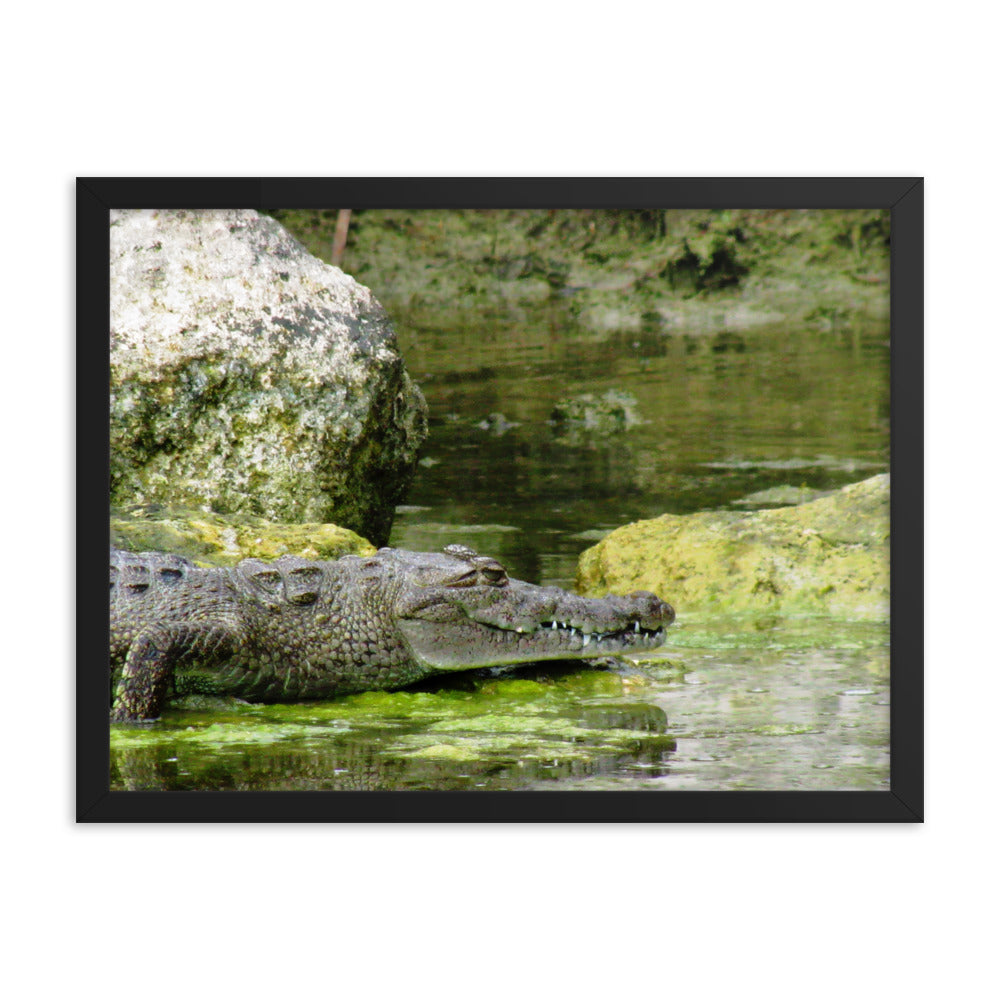 Croc In The Isle  |  Framed Print