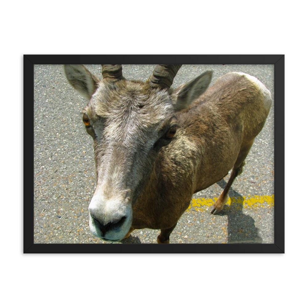 Hitching A Ride  |  Framed Print