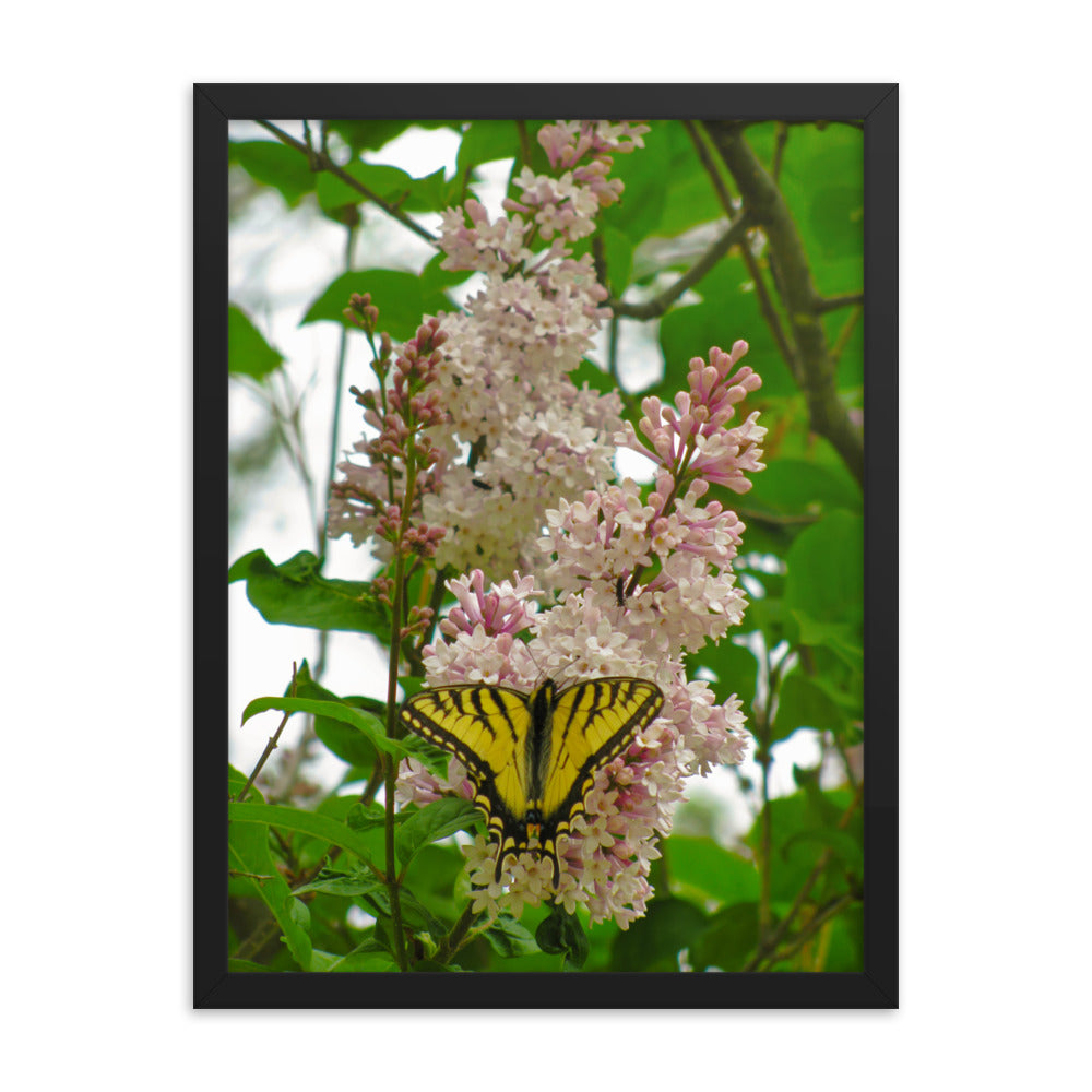 Positive Visitor  |  Framed Print