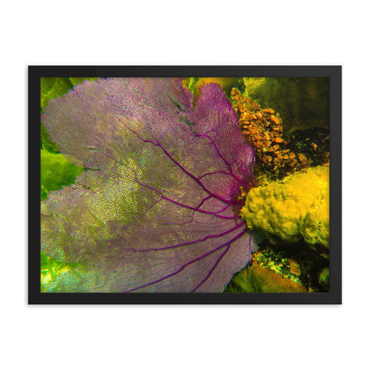 Gorgonian Shines Out  |  Framed Print