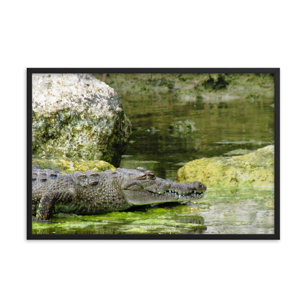 Croc In The Isle  |  Framed Print