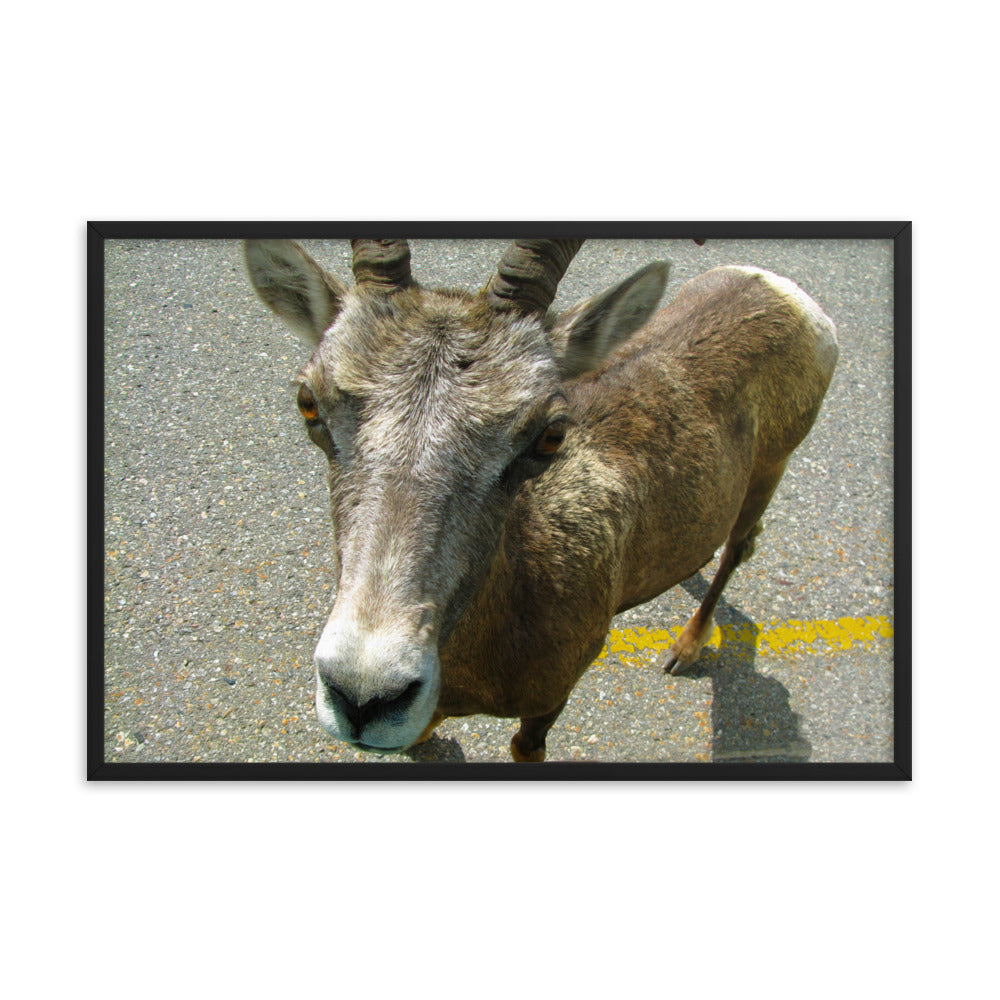 Hitching A Ride  |  Framed Print