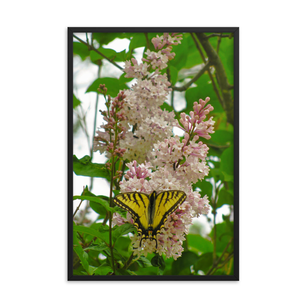 Positive Visitor  |  Framed Print