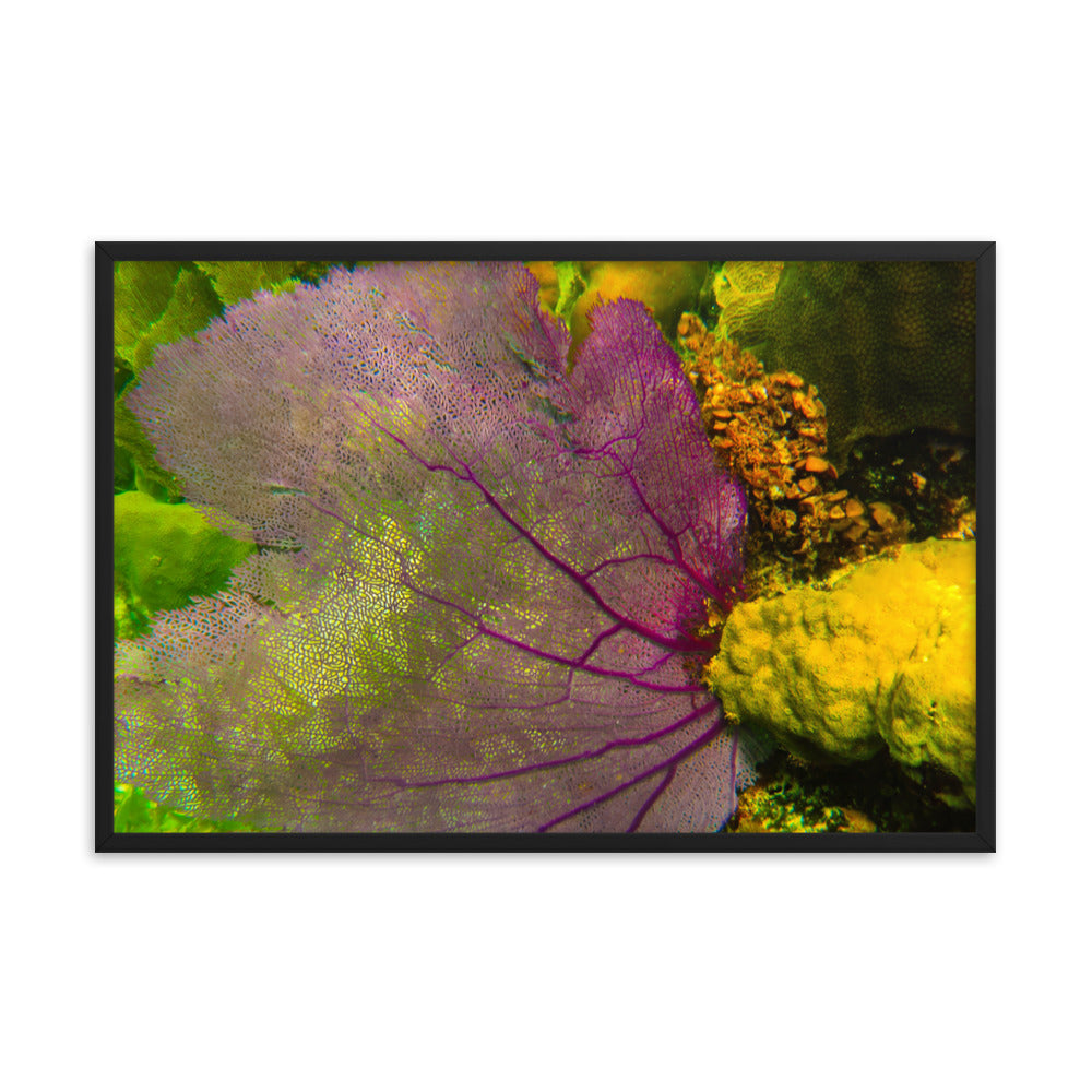 Gorgonian Shines Out  |  Framed Print