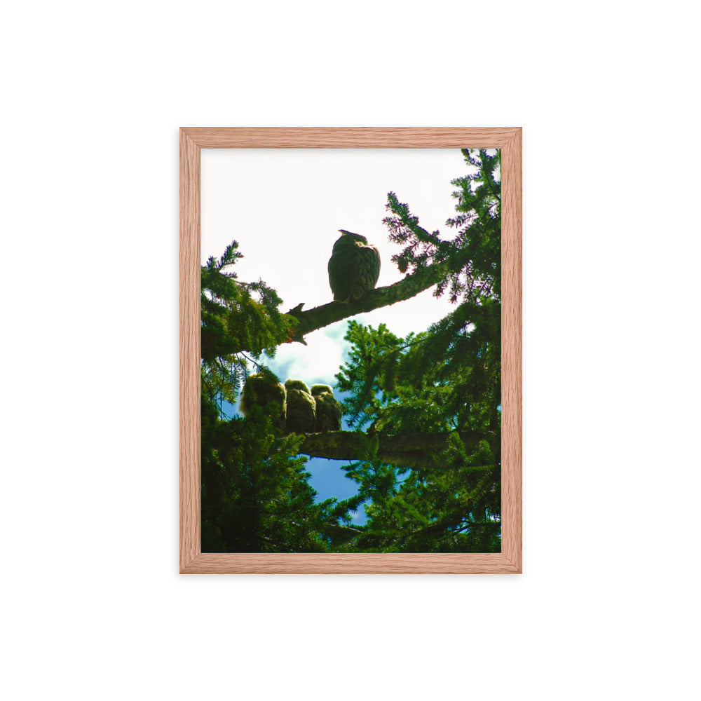 Just Owling  |  Framed Print