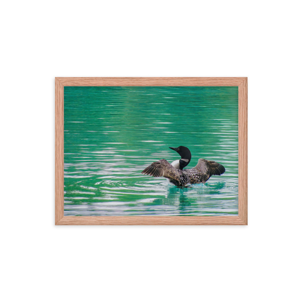 Loonie Loon  |  Framed Print