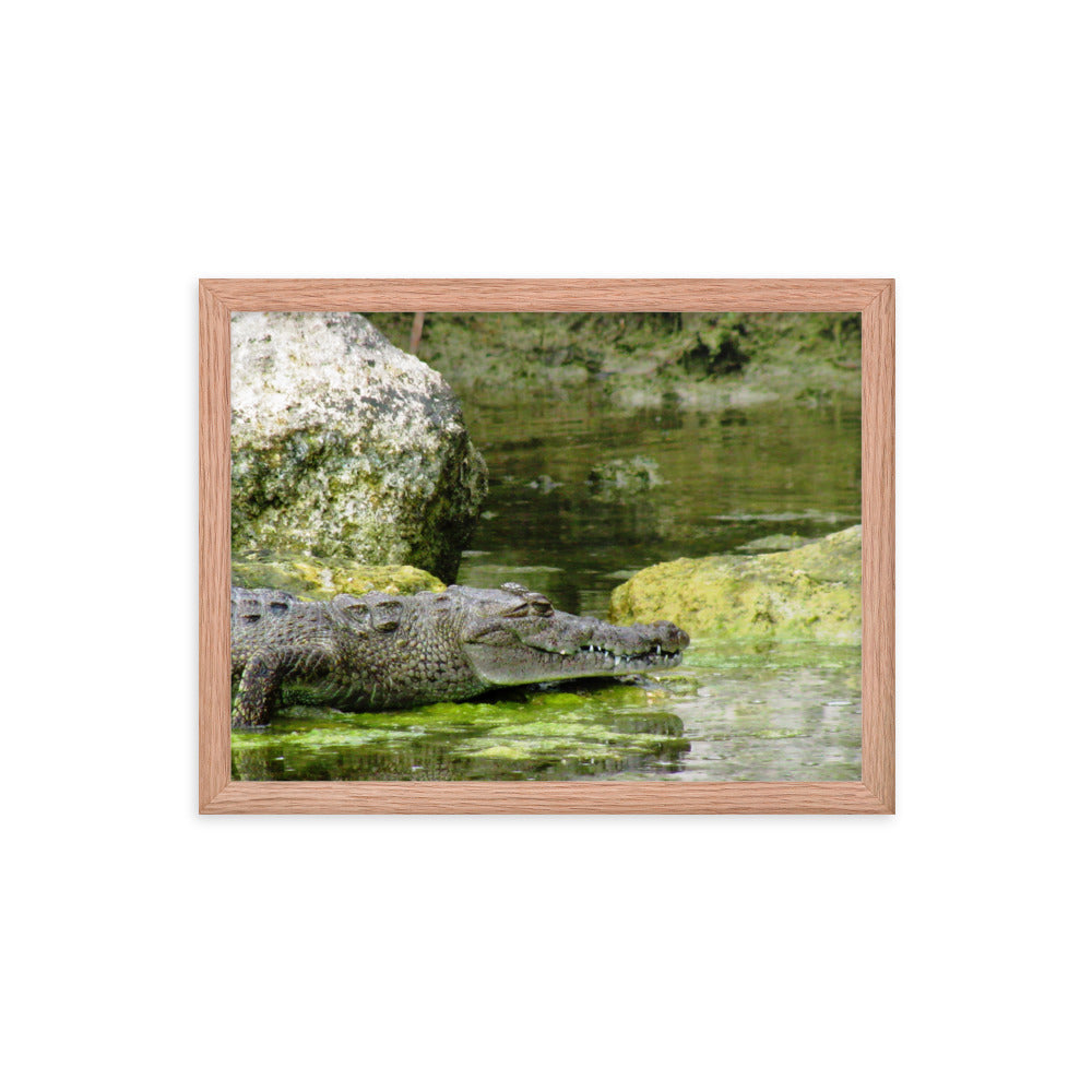 Croc In The Isle  |  Framed Print