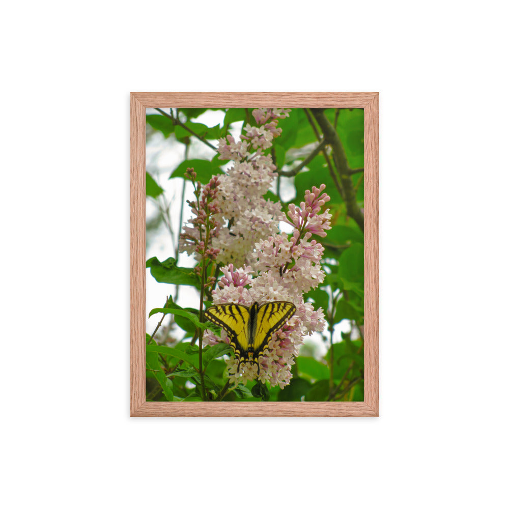 Positive Visitor  |  Framed Print