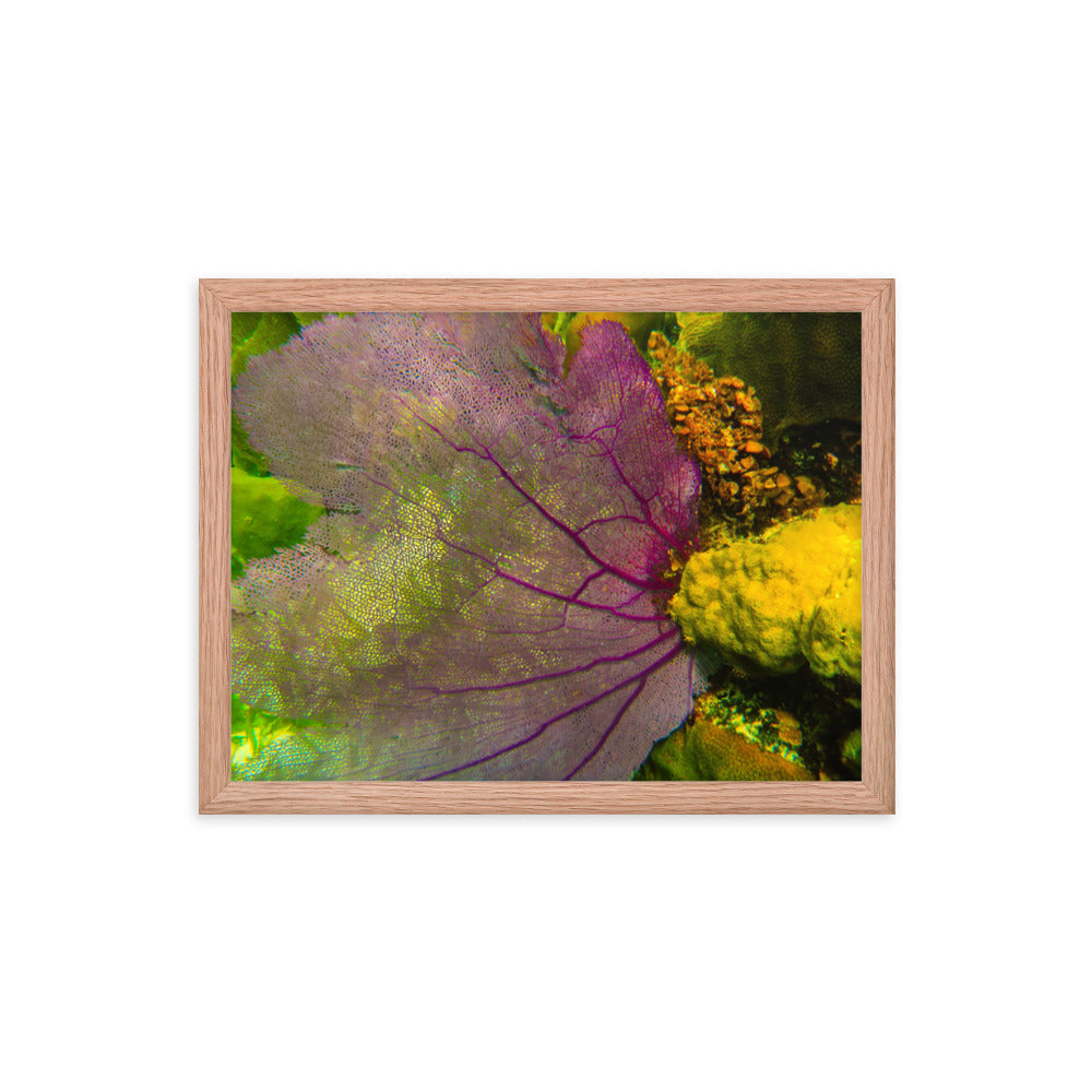 Gorgonian Shines Out  |  Framed Print