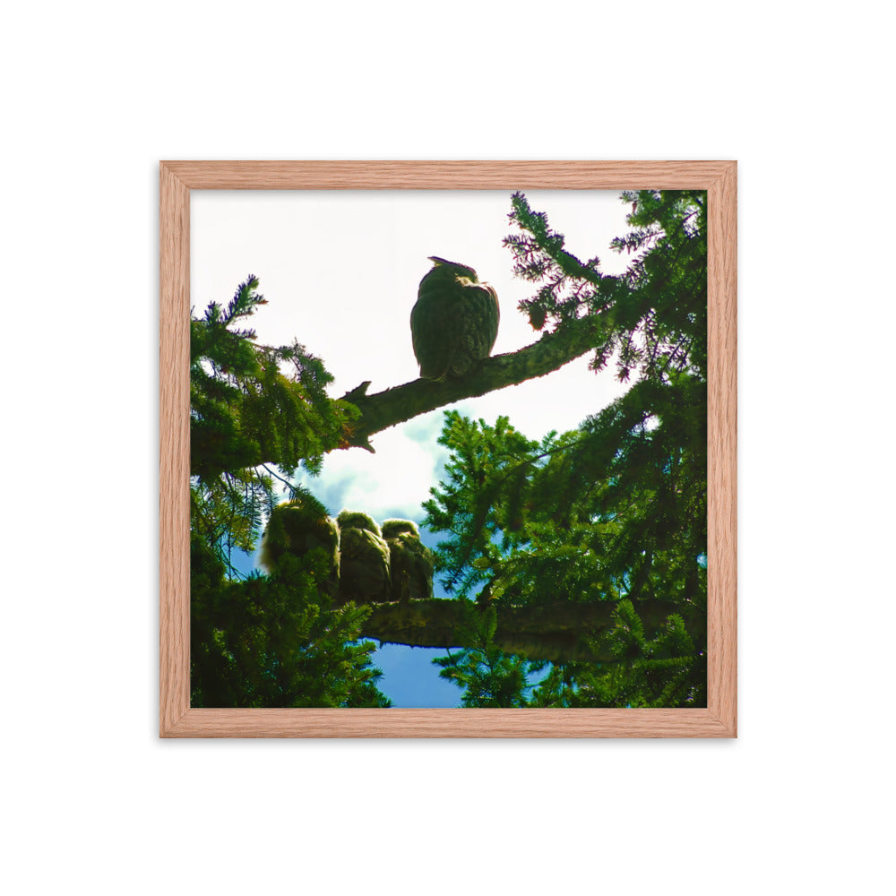 Just Owling  |  Framed Print