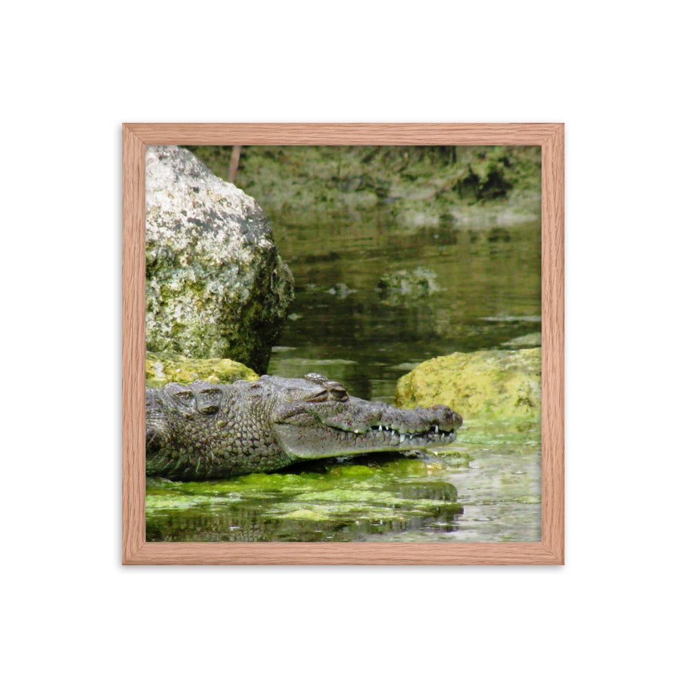 Croc In The Isle  |  Framed Print