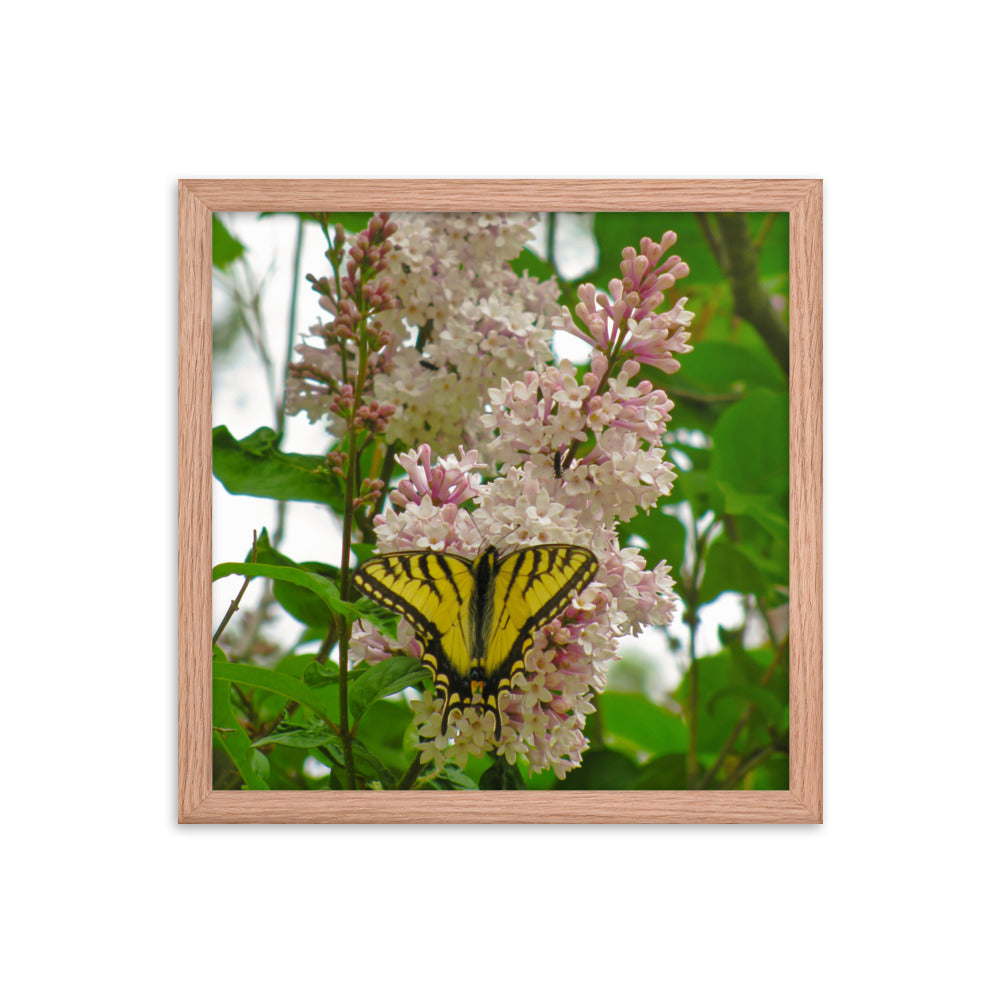 Positive Visitor  |  Framed Print