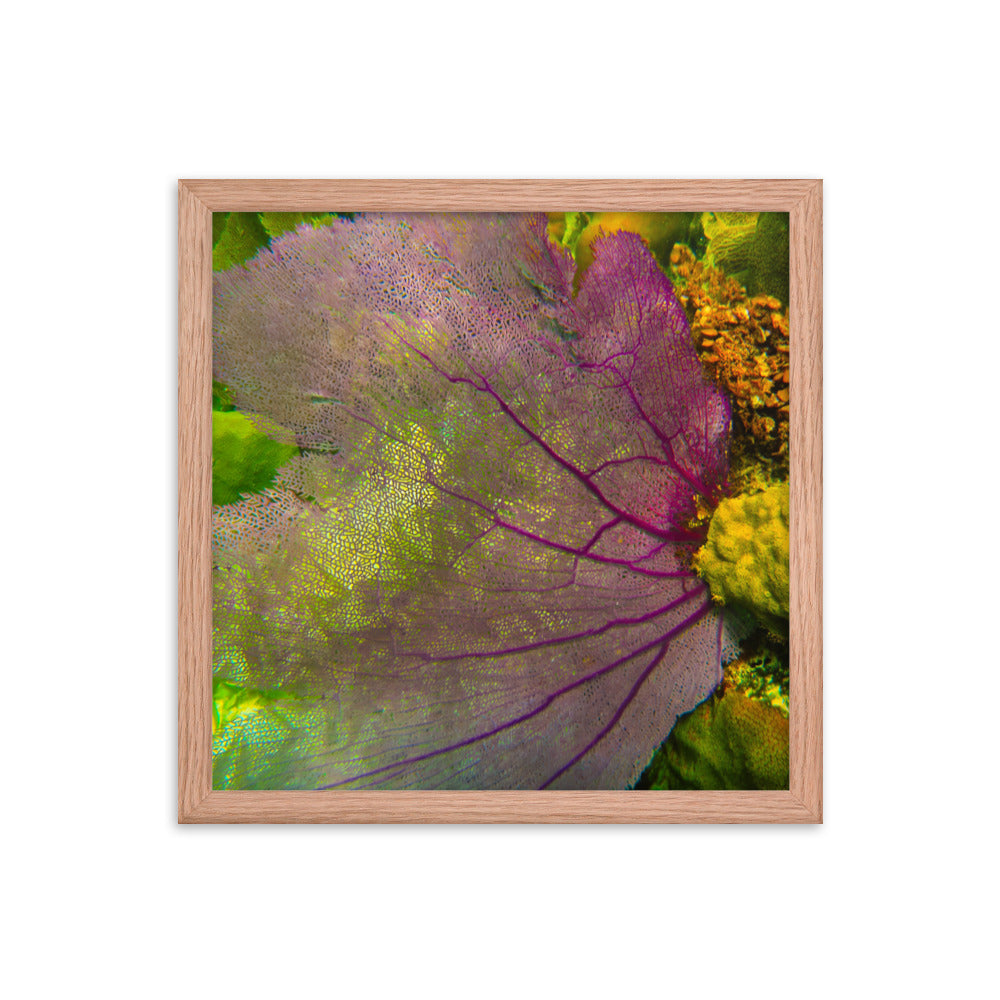 Gorgonian Shines Out  |  Framed Print