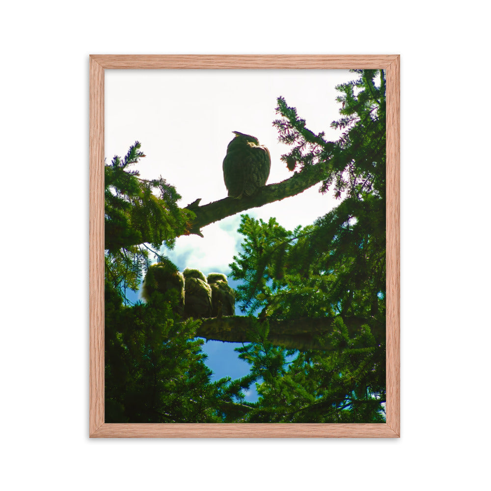 Just Owling  |  Framed Print