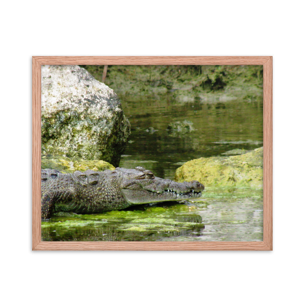 Croc In The Isle  |  Framed Print