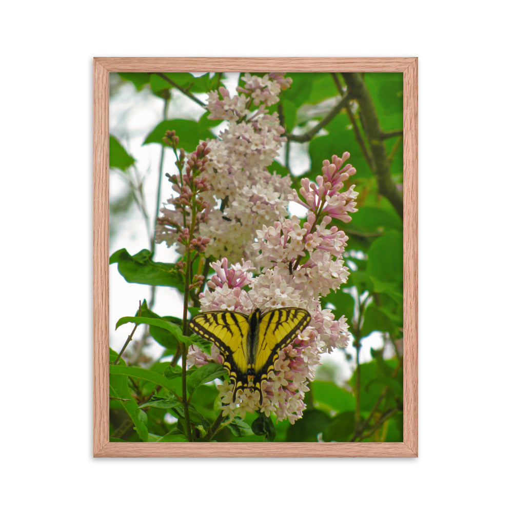 Positive Visitor  |  Framed Print