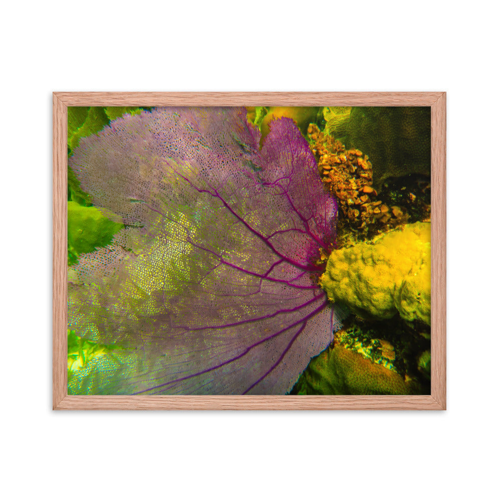 Gorgonian Shines Out  |  Framed Print