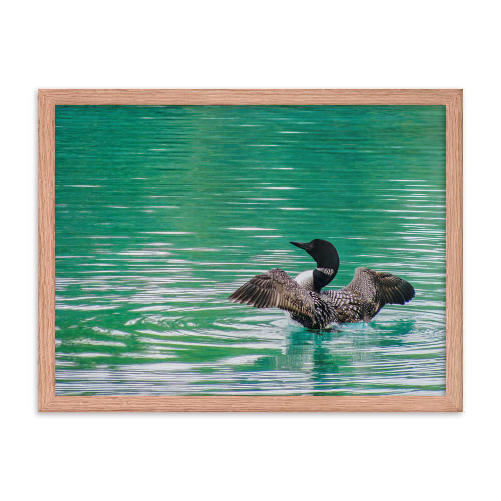 Loonie Loon  |  Framed Print