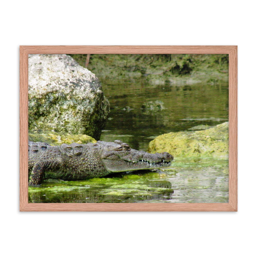 Croc In The Isle  |  Framed Print