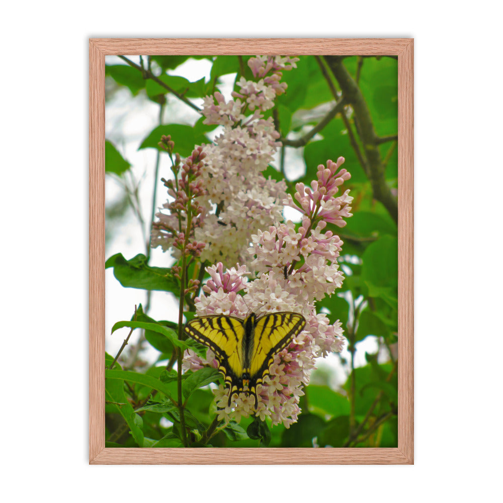 Positive Visitor  |  Framed Print