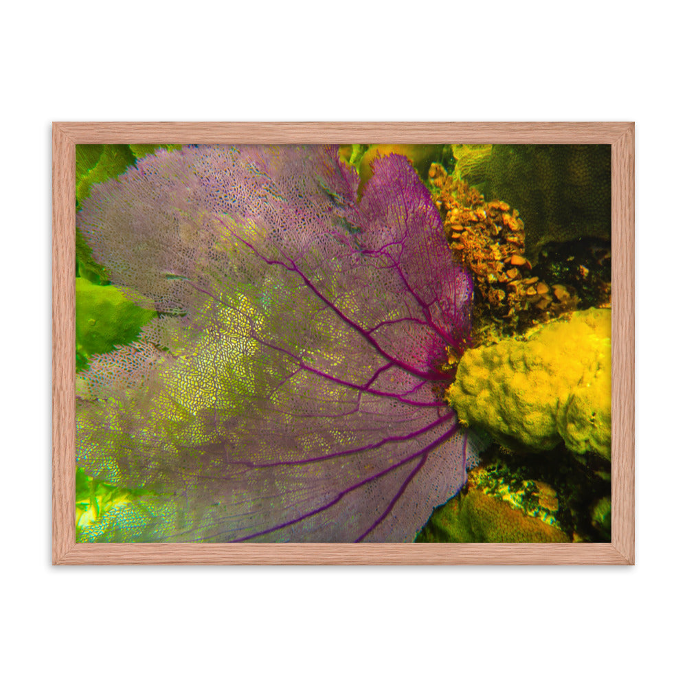 Gorgonian Shines Out  |  Framed Print