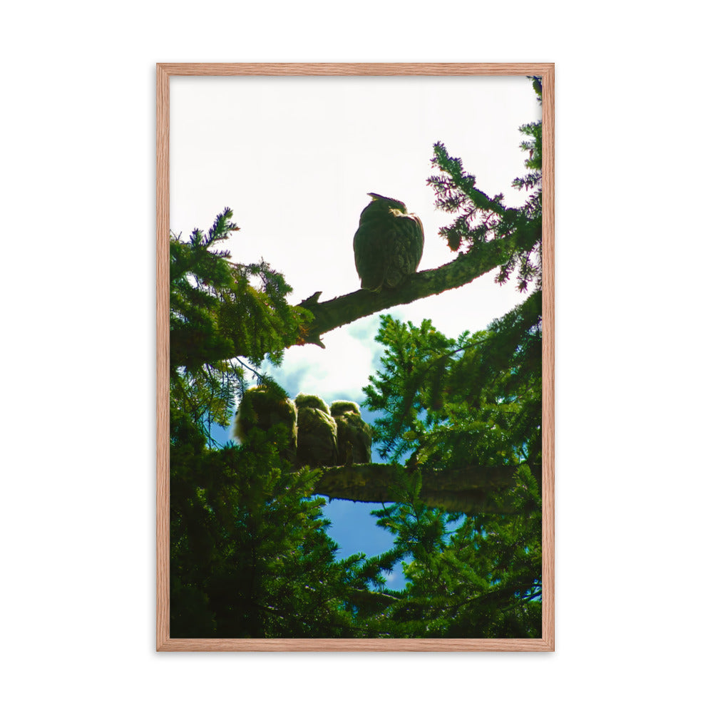 Just Owling  |  Framed Print