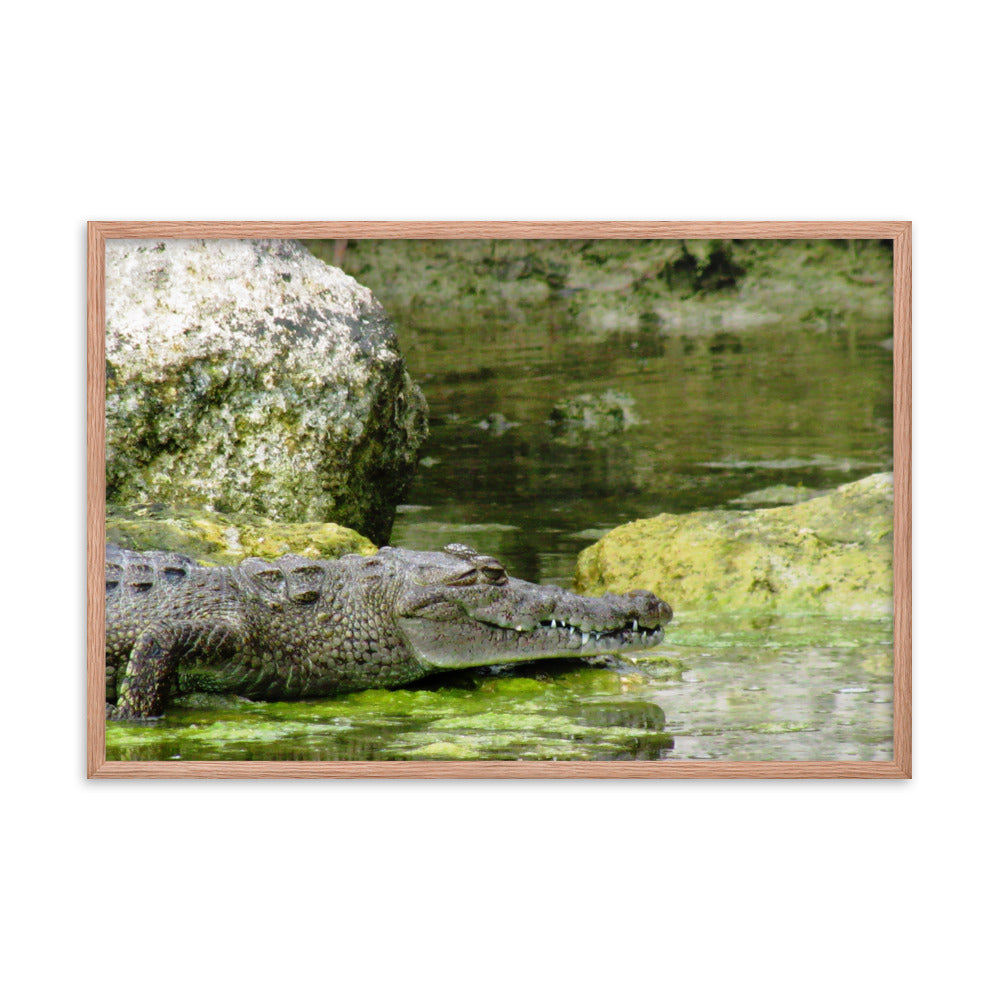 Croc In The Isle  |  Framed Print