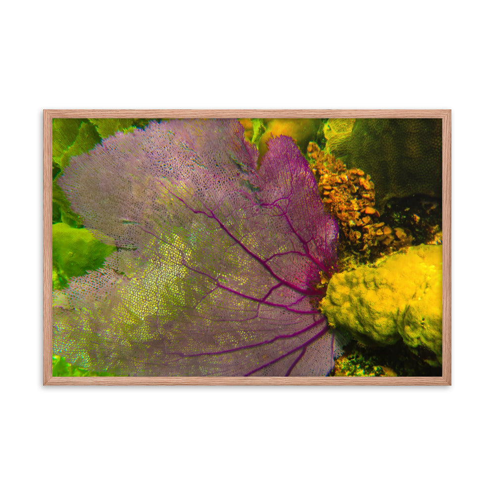 Gorgonian Shines Out  |  Framed Print