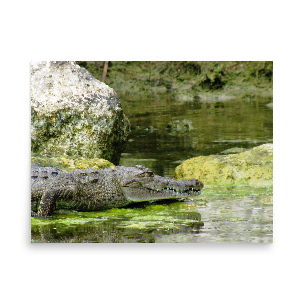 Croc In The Isle  |  Poster