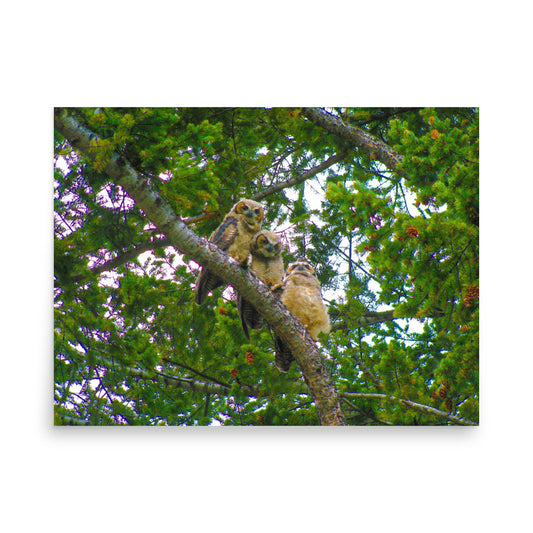 Furry Owls  |  Poster