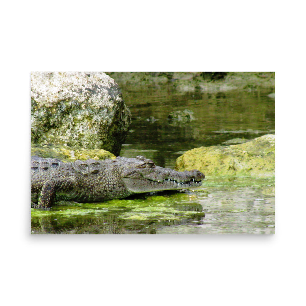 Croc In The Isle  |  Poster