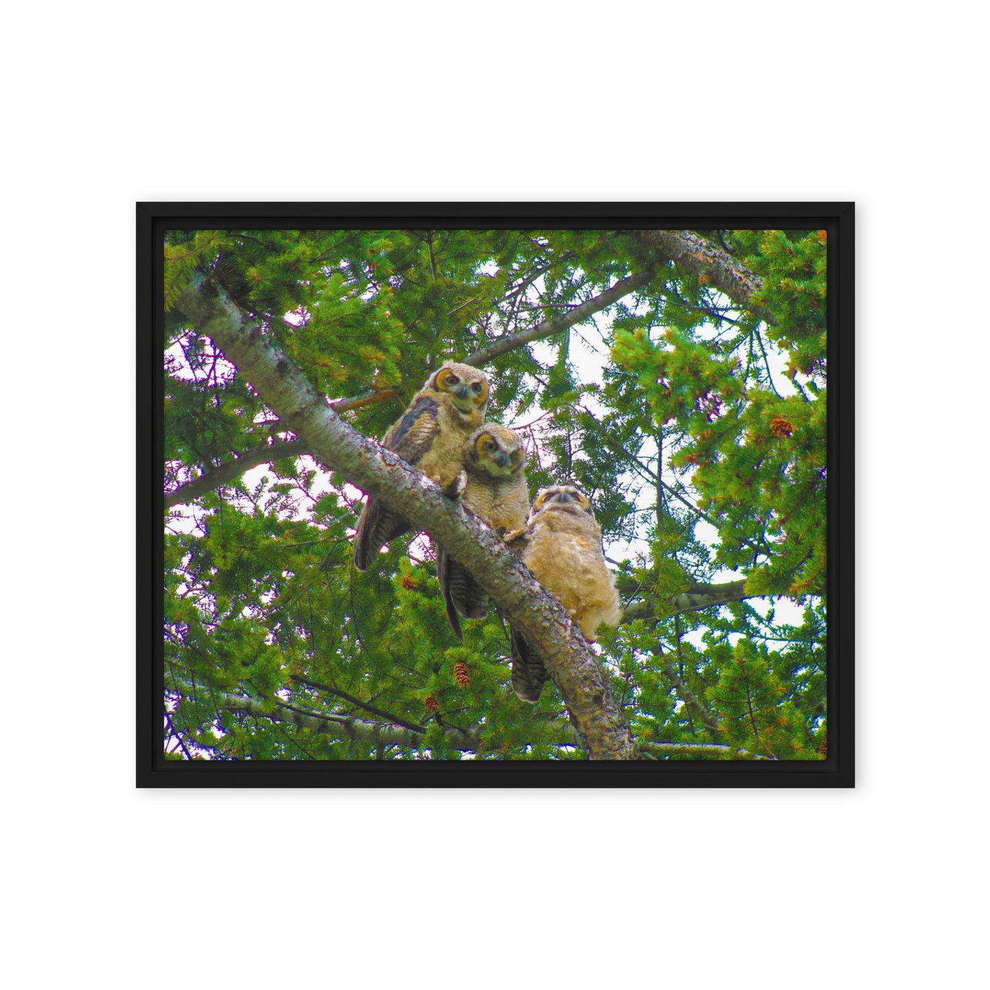 Furry Owls  |  Framed Canvas