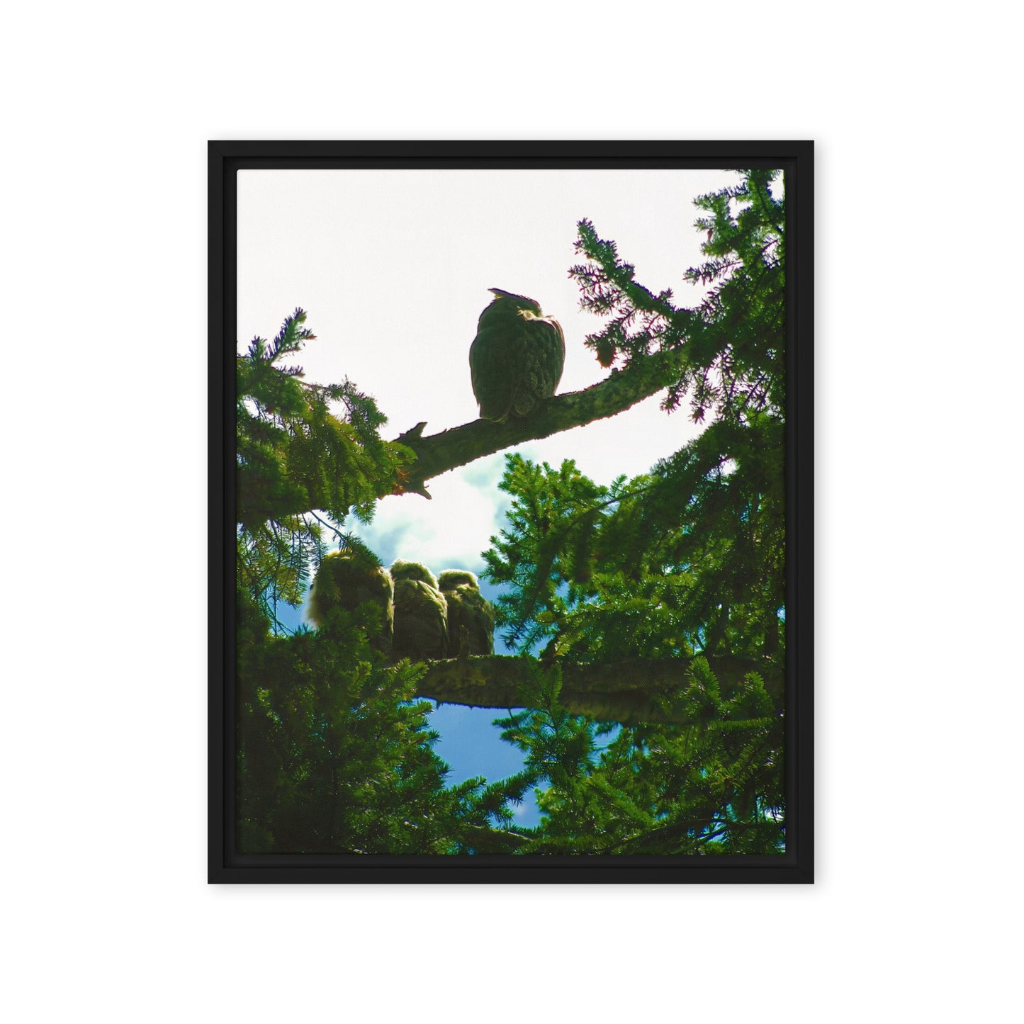 Just Owling  |  Framed Canvas